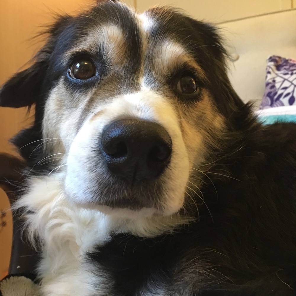 Meet your Posher, Riley